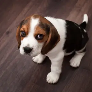 buste alluminio e sacchetti per alimenti per animali (pet food)